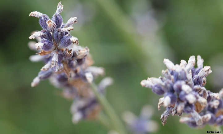 Propagating Lavender: 3 Methods To Use