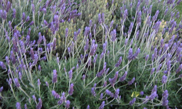 Propagating Lavender: 3 Methods To Use