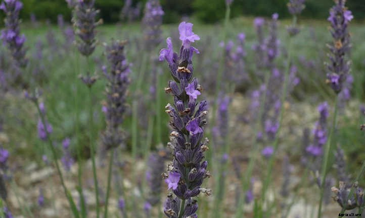 Propagating Lavender: 3 Methods To Use