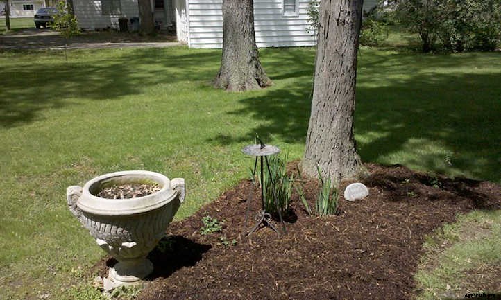 Mulch Around Trees: Good Or Bad?