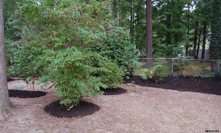 Mulch Around Trees: Good Or Bad?