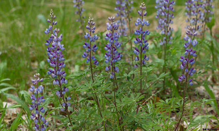 Lupine: Showy Spring Pollinator Plant