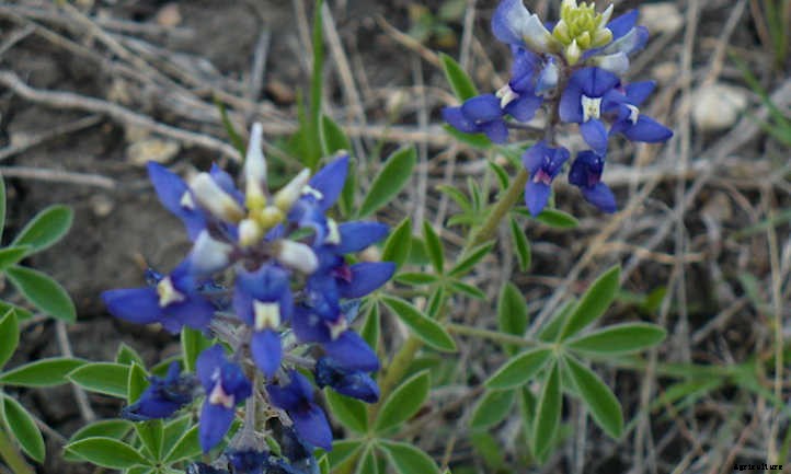 Lupine: Showy Spring Pollinator Plant