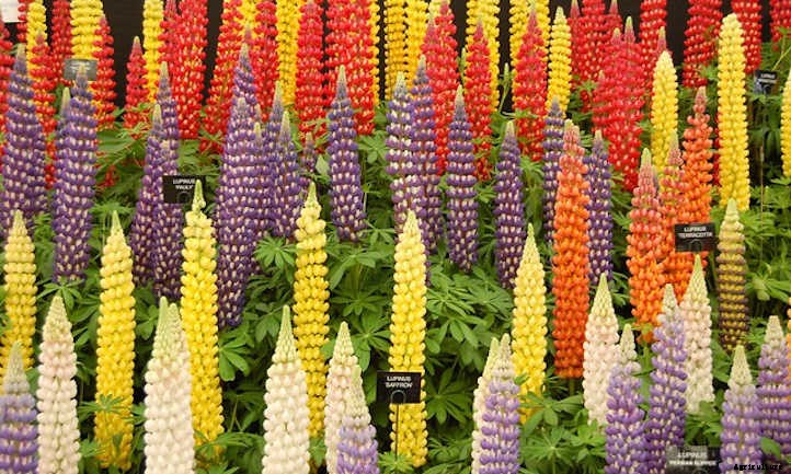 Lupine: Showy Spring Pollinator Plant