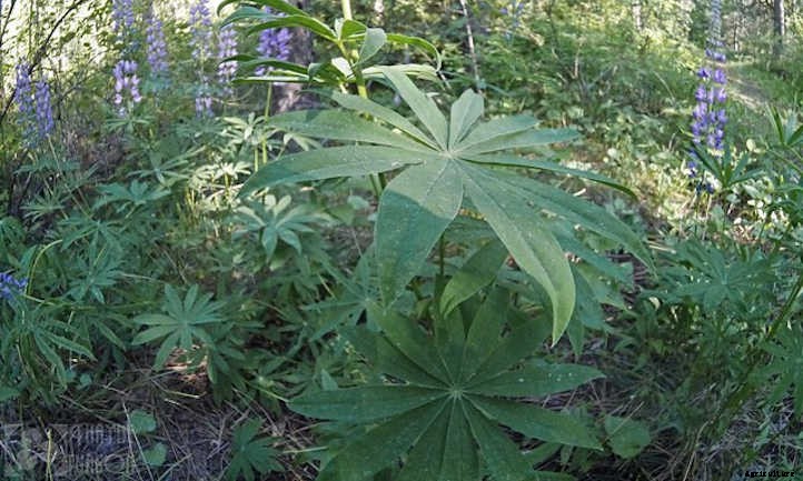 Lupine: Showy Spring Pollinator Plant
