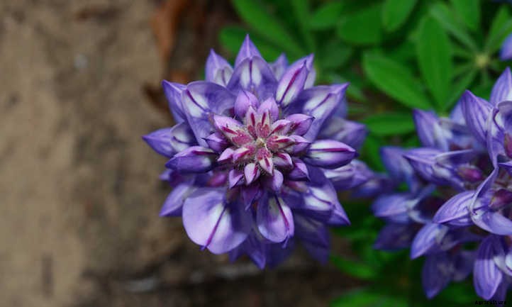 Lupine: Showy Spring Pollinator Plant