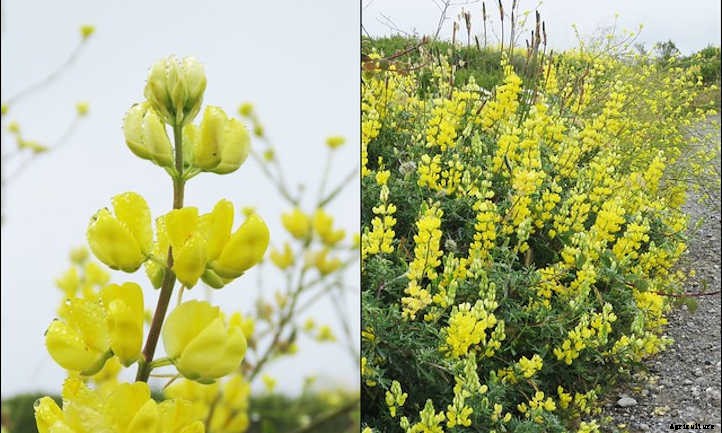 Lupine: Showy Spring Pollinator Plant