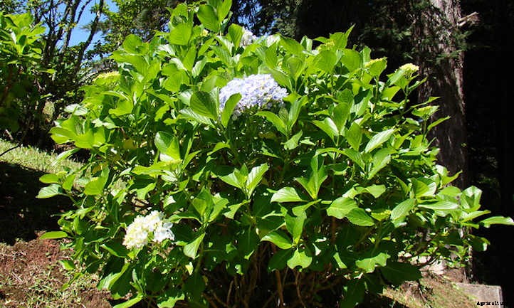 How To Grow Hydrangeas From Start To Finish