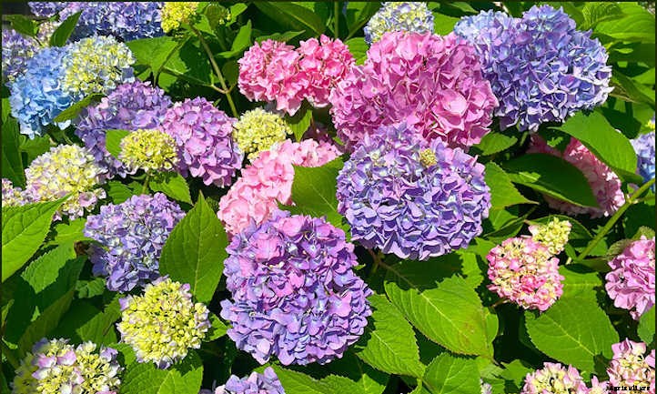 How To Grow Hydrangeas From Start To Finish