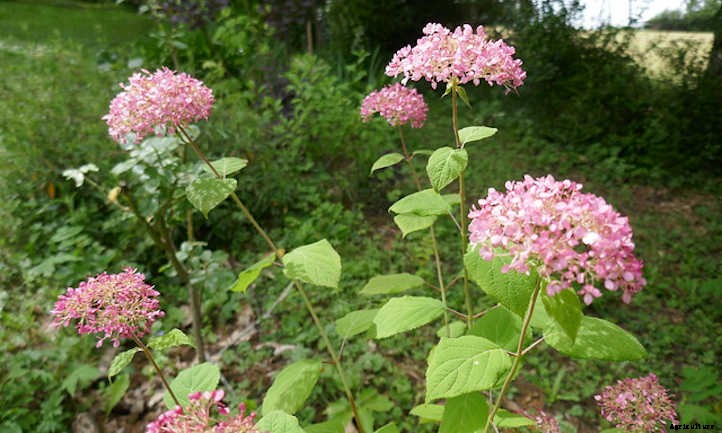 How To Grow Hydrangeas From Start To Finish