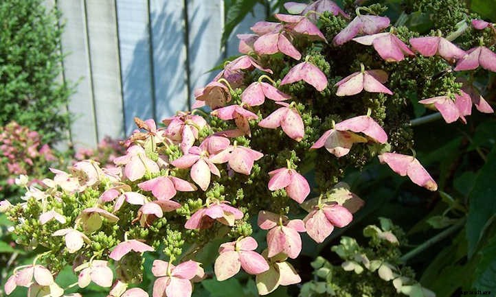 How To Grow Hydrangeas From Start To Finish