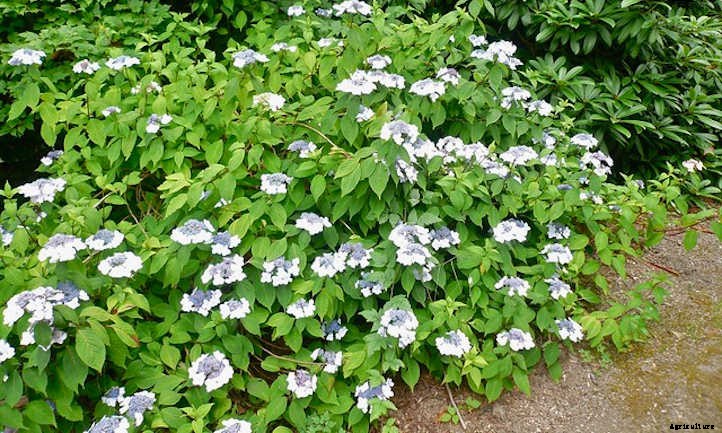 How To Grow Hydrangeas From Start To Finish