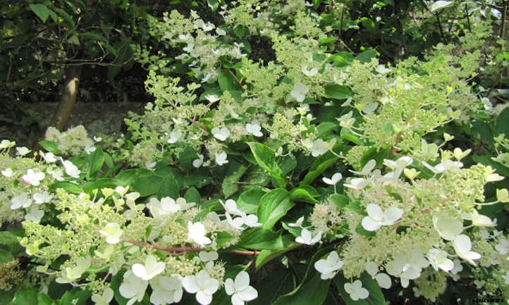 How To Grow Hydrangeas From Start To Finish