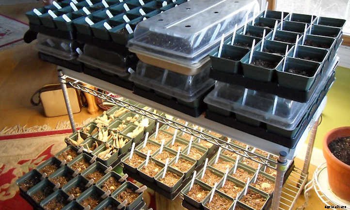 Starting Seeds Indoors: An Introduction