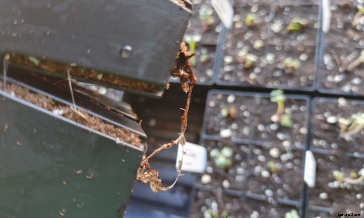 Starting Seeds Indoors: An Introduction