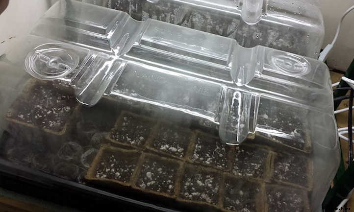 Starting Seeds Indoors: An Introduction