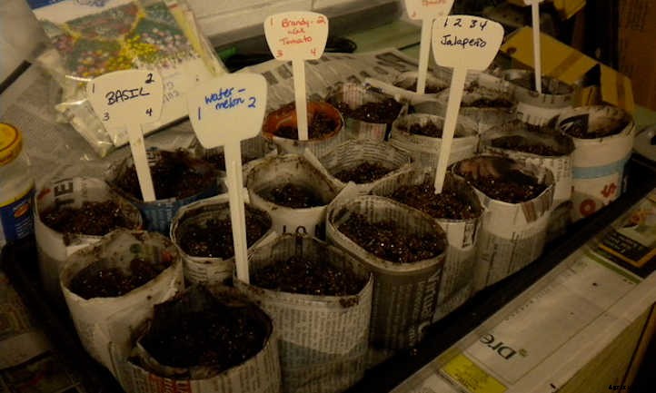 Starting Seeds Indoors: An Introduction