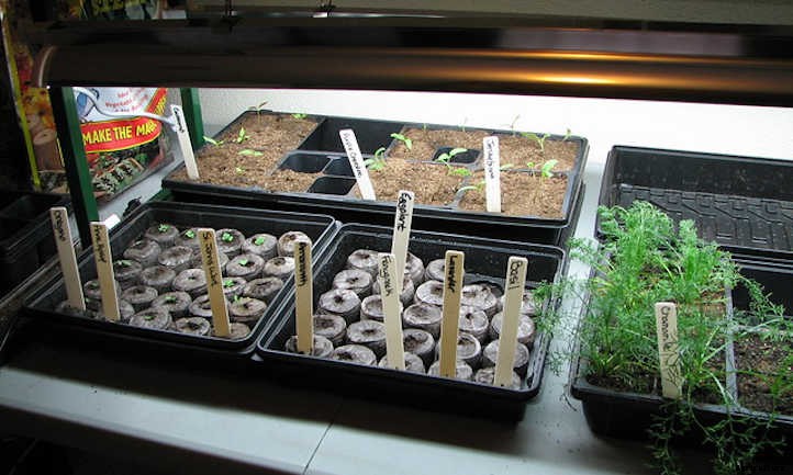Starting Seeds Indoors: An Introduction