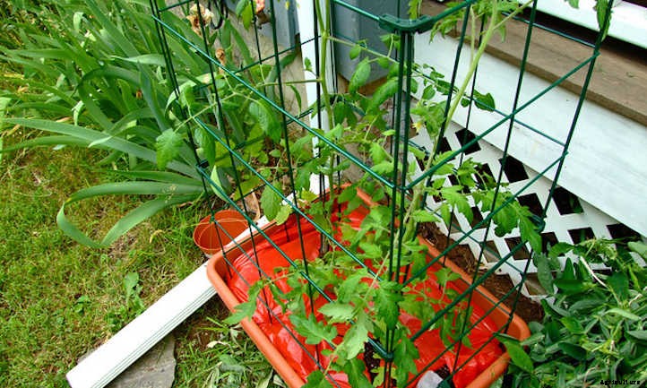 Growing Tomatoes In Raised Beds: Getting Started