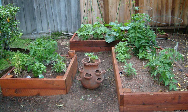 Growing Tomatoes In Raised Beds: Getting Started