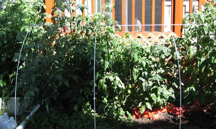 Growing Tomatoes In Raised Beds: Getting Started