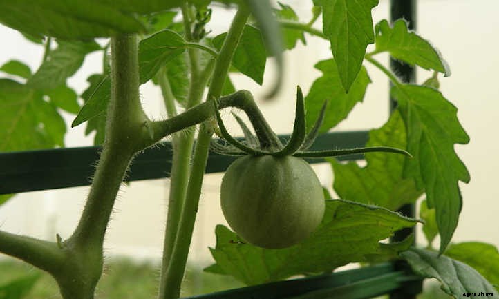 Growing Tomatoes In Raised Beds: Getting Started