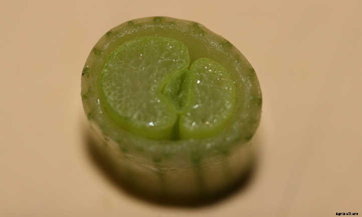 How To Grow Green Onions Or Scallions