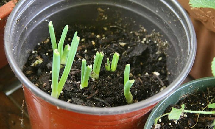How To Grow Green Onions Or Scallions