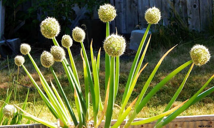 How To Grow Green Onions Or Scallions