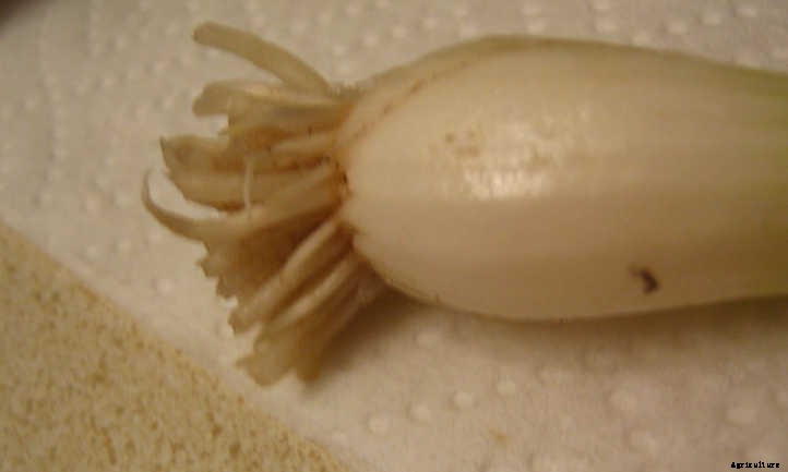 How To Grow Green Onions Or Scallions