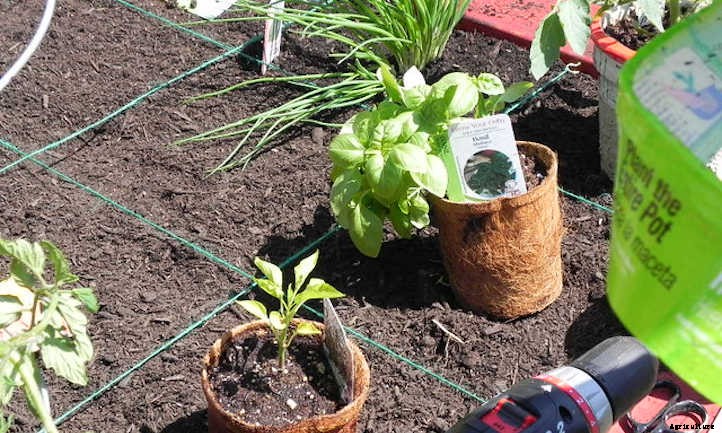 Pepper Companion Plants: Produce Pals