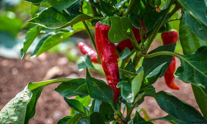 Pepper Companion Plants: Produce Pals