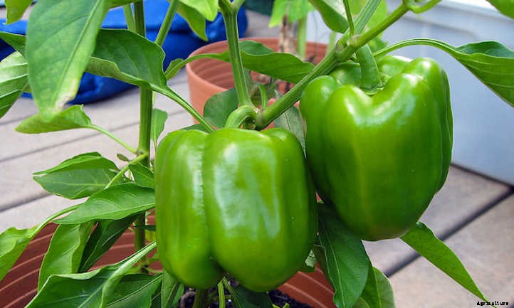 Pepper Companion Plants: Produce Pals