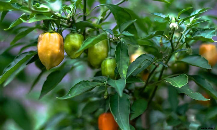 Pepper Companion Plants: Produce Pals