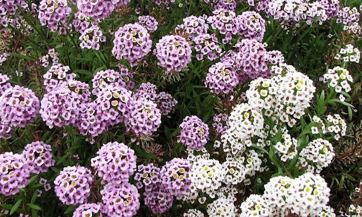 Alyssum: Growing The Colorful Carpet Flower