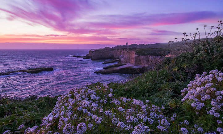 Alyssum: Growing The Colorful Carpet Flower