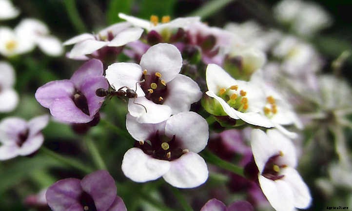 Alyssum: Growing The Colorful Carpet Flower