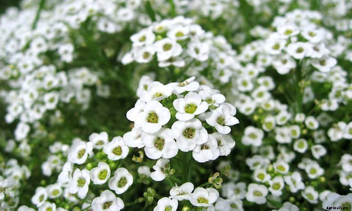 Alyssum: Growing The Colorful Carpet Flower