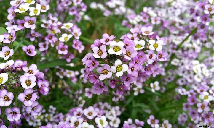 Alyssum: Growing The Colorful Carpet Flower
