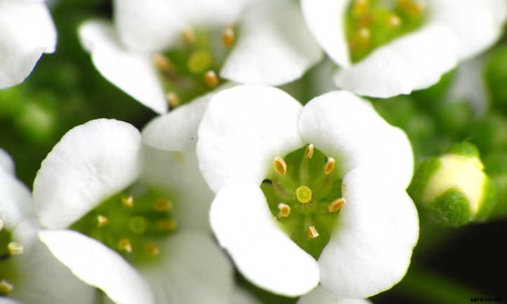 Alyssum: Growing The Colorful Carpet Flower