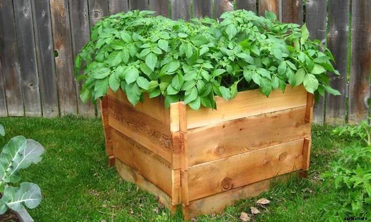 Potato Companion Plants: Spud Buddies