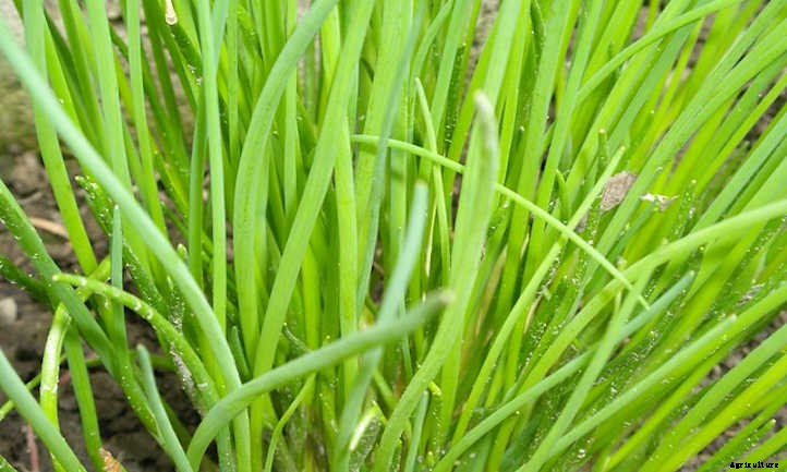 Potato Companion Plants: Spud Buddies