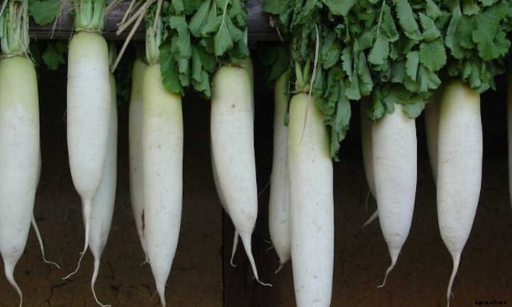 Potato Companion Plants: Spud Buddies