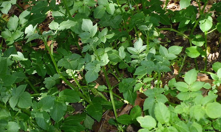Potato Companion Plants: Spud Buddies