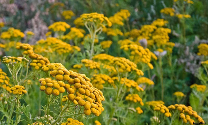 Tansy Plant: Why You’ll Love These Flowers