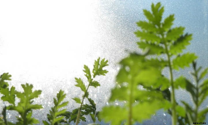 Tansy Plant: Why You’ll Love These Flowers