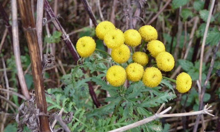 Tansy Plant: Why You’ll Love These Flowers