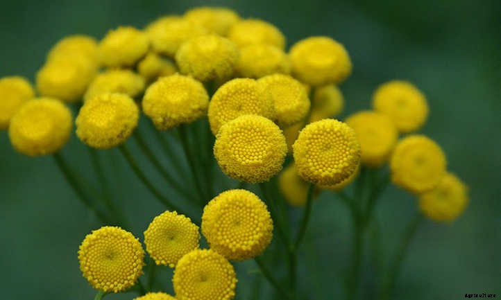 Tansy Plant: Why You’ll Love These Flowers