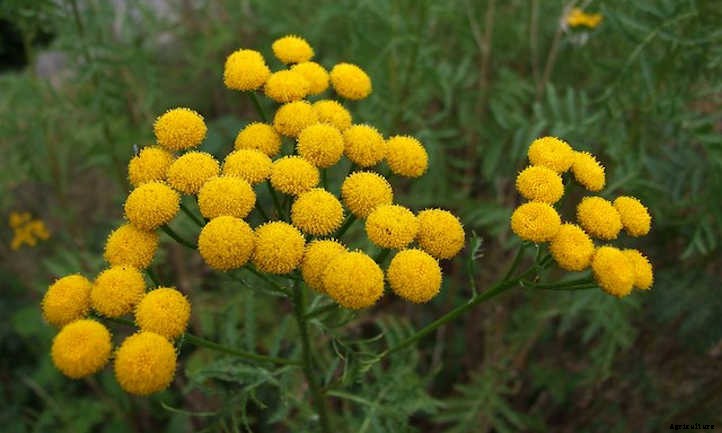 Tansy Plant: Why You’ll Love These Flowers