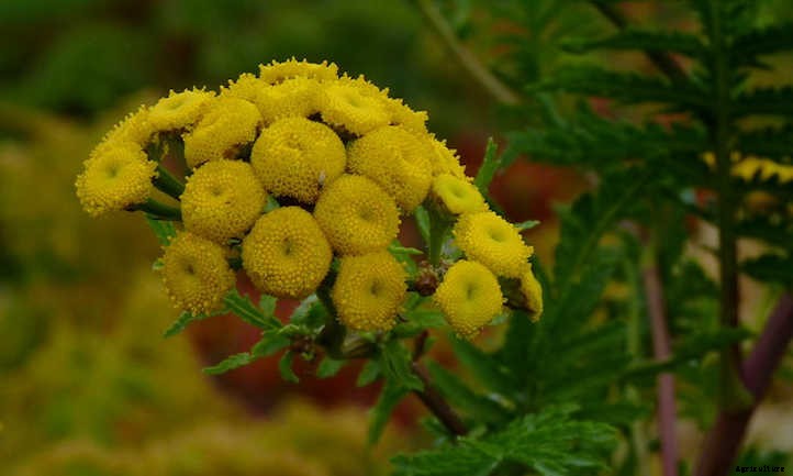 Tansy Plant: Why You’ll Love These Flowers